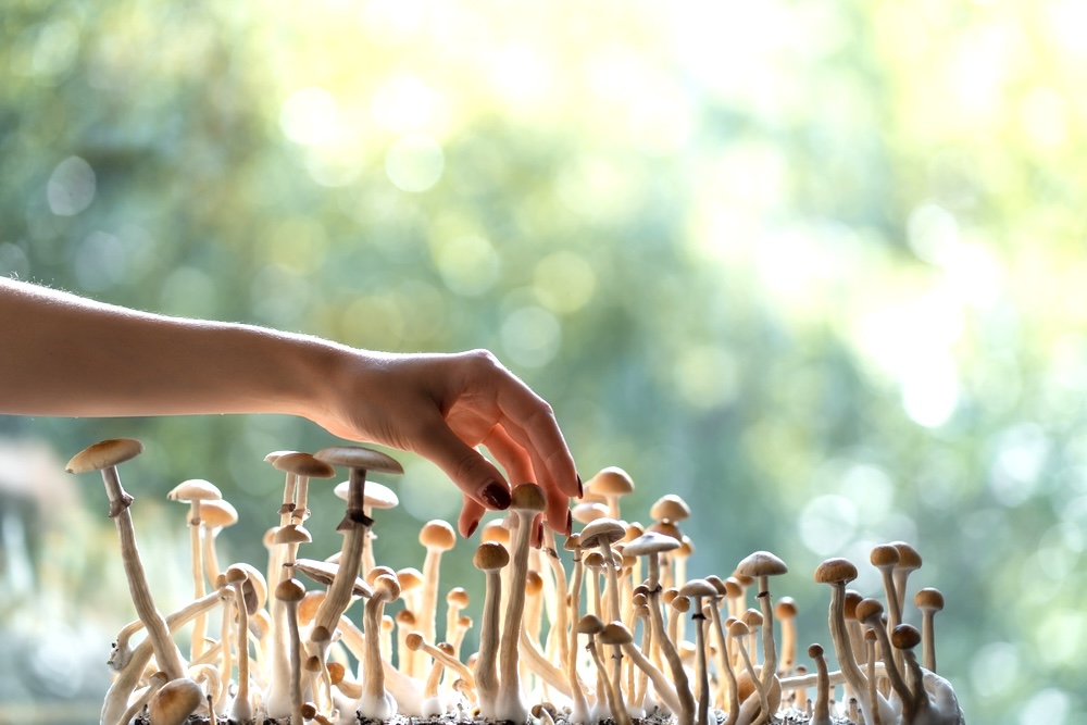 A person's hand harvesting psychedelic psilocybin mushrooms